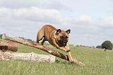 BULLMASTIFF 146